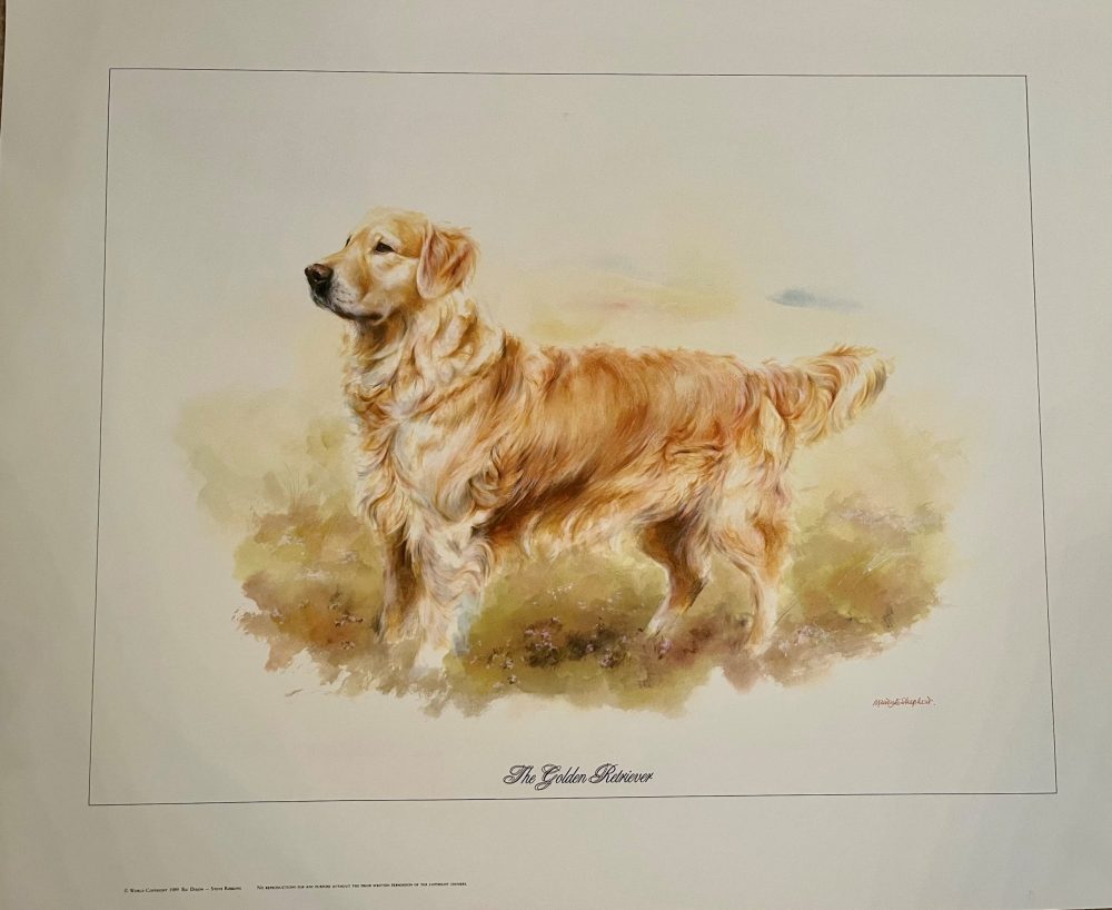 Colour Print by Mandy Shepherd £10 each