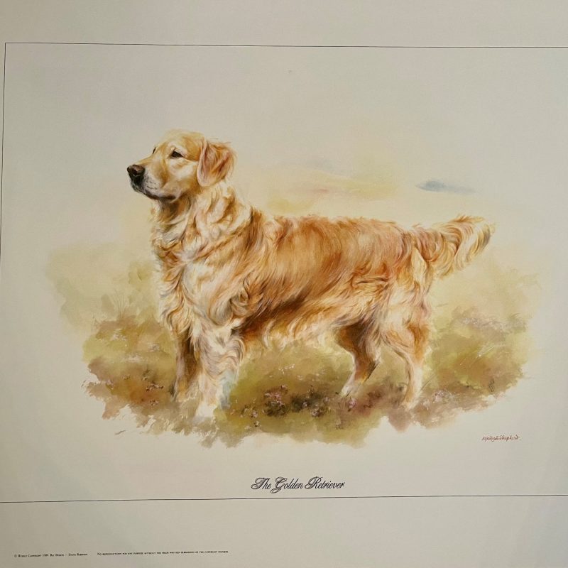 Colour Print by Mandy Shepherd £10 each